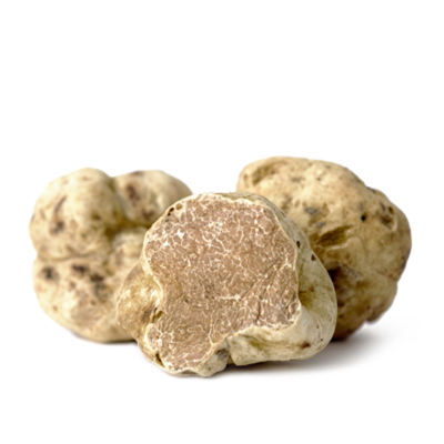 Tartufo Bianco (Tuber Magnatum Pico)